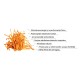 Organic Cordyceps 1000 mg  Pure Grade Extract Powder (60 grame), MushroomsForLife