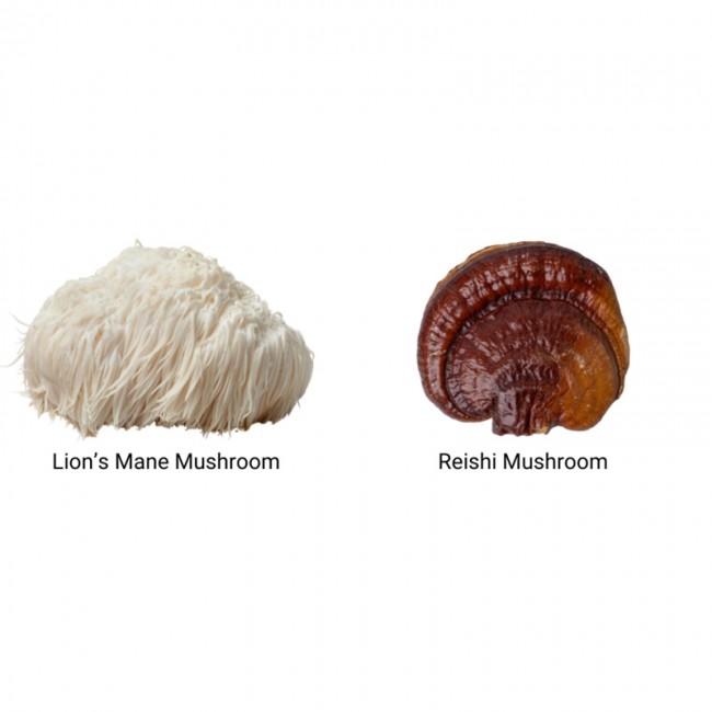 Organic Myco Zen Reishi si Lions Mane 800 mg Pure Grade Extracts (60 capsule), MushroomsForLife