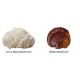 Organic Myco Zen Reishi si Lions Mane 800 mg Pure Grade Extracts (60 capsule), MushroomsForLife