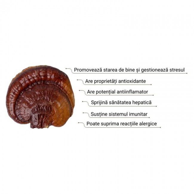 Organic Reishi Cacao Latte 1000 mg Pure Grade Extract 140 grame (20 portii), MushroomsForLife