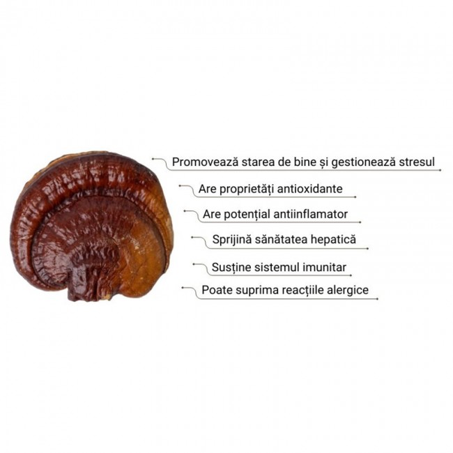 Organic Reishi Spore 800mg  (60 capsule), MushroomsForLife